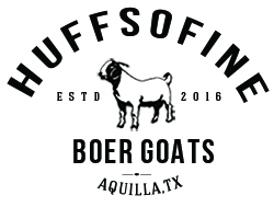 Huffsofine Boer Goats